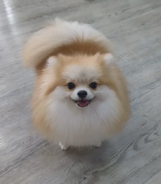 🐻 Bebe